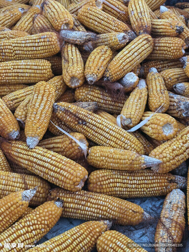 金黄饱满的玉米堆