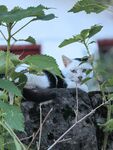 草丛中的可爱猫咪
