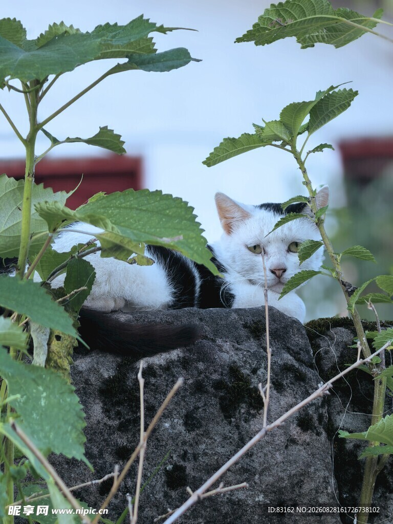 草丛中的可爱猫咪