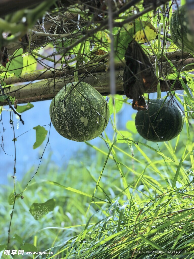 藤蔓间悬挂的特色绿瓜