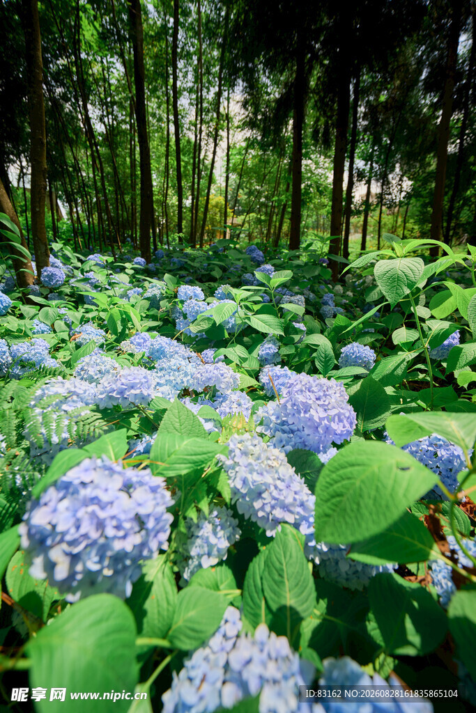 林间绣球花绽放