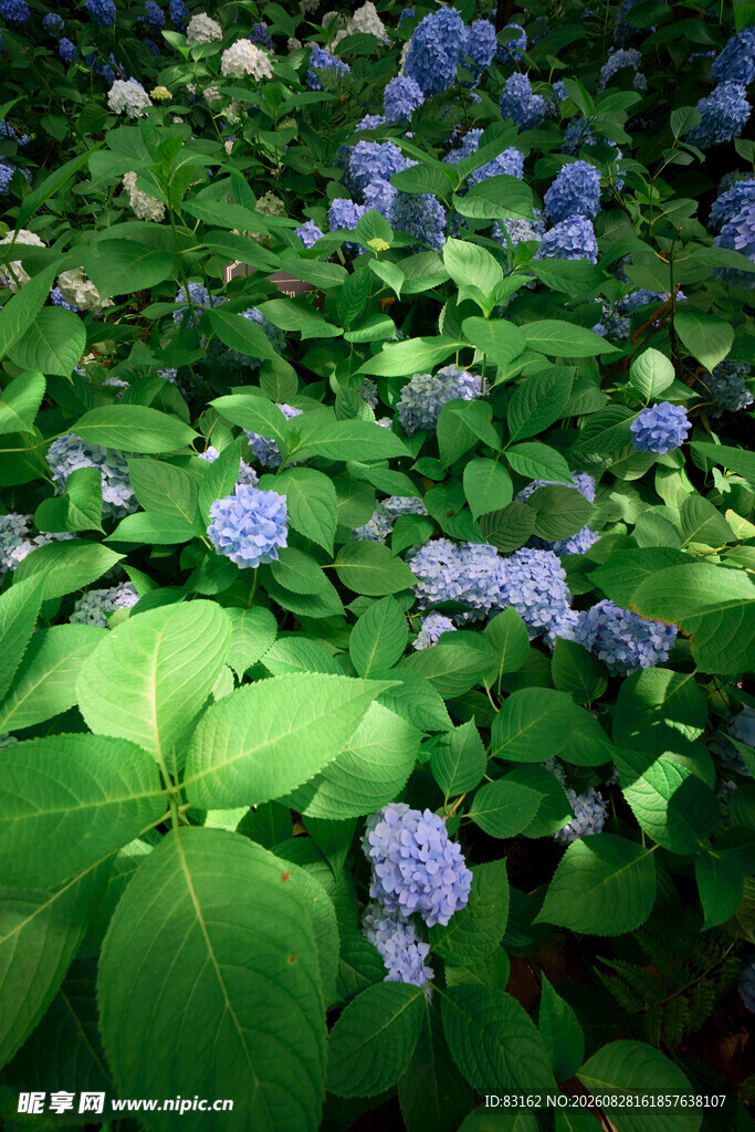 蓝紫色绣球花与绿叶景观