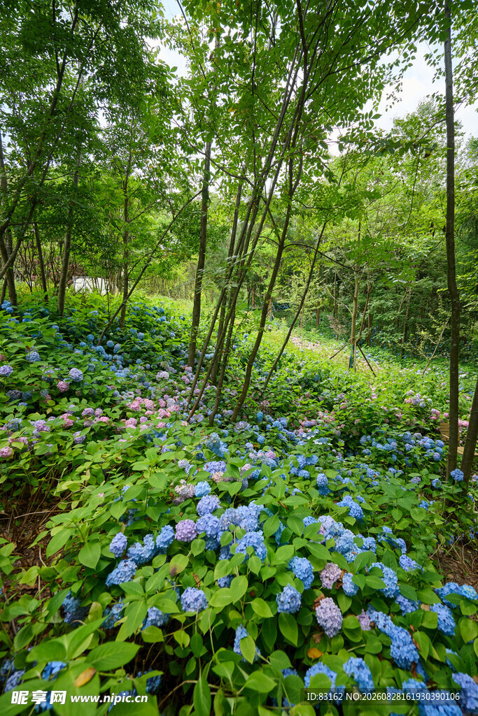 林间蓝花绽放的自然美景