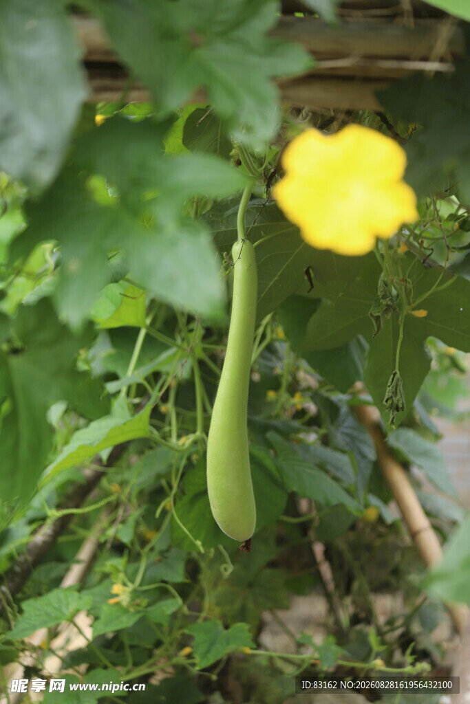 黄色瓜花与幼嫩瓜实