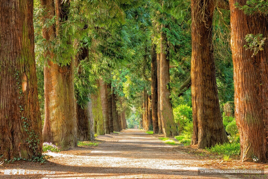 林荫路