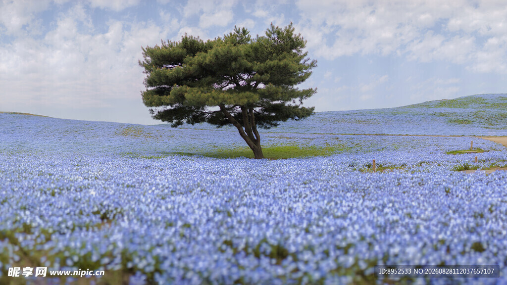 花海