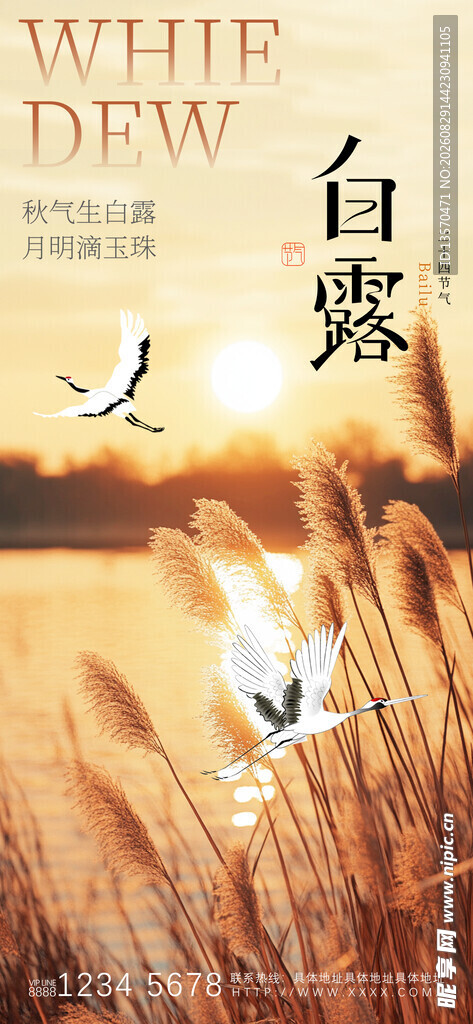 秋日白鹭于芦苇间飞翔