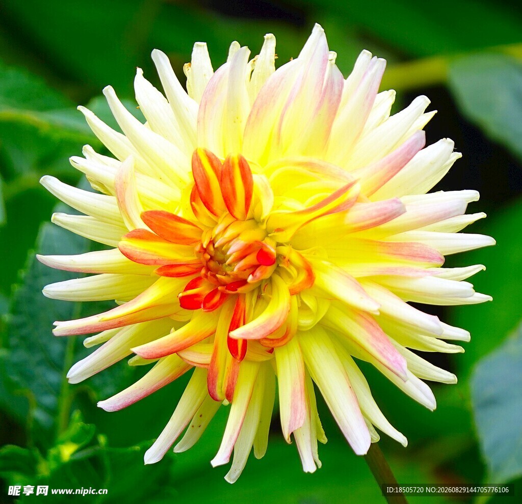黄色大丽花特写