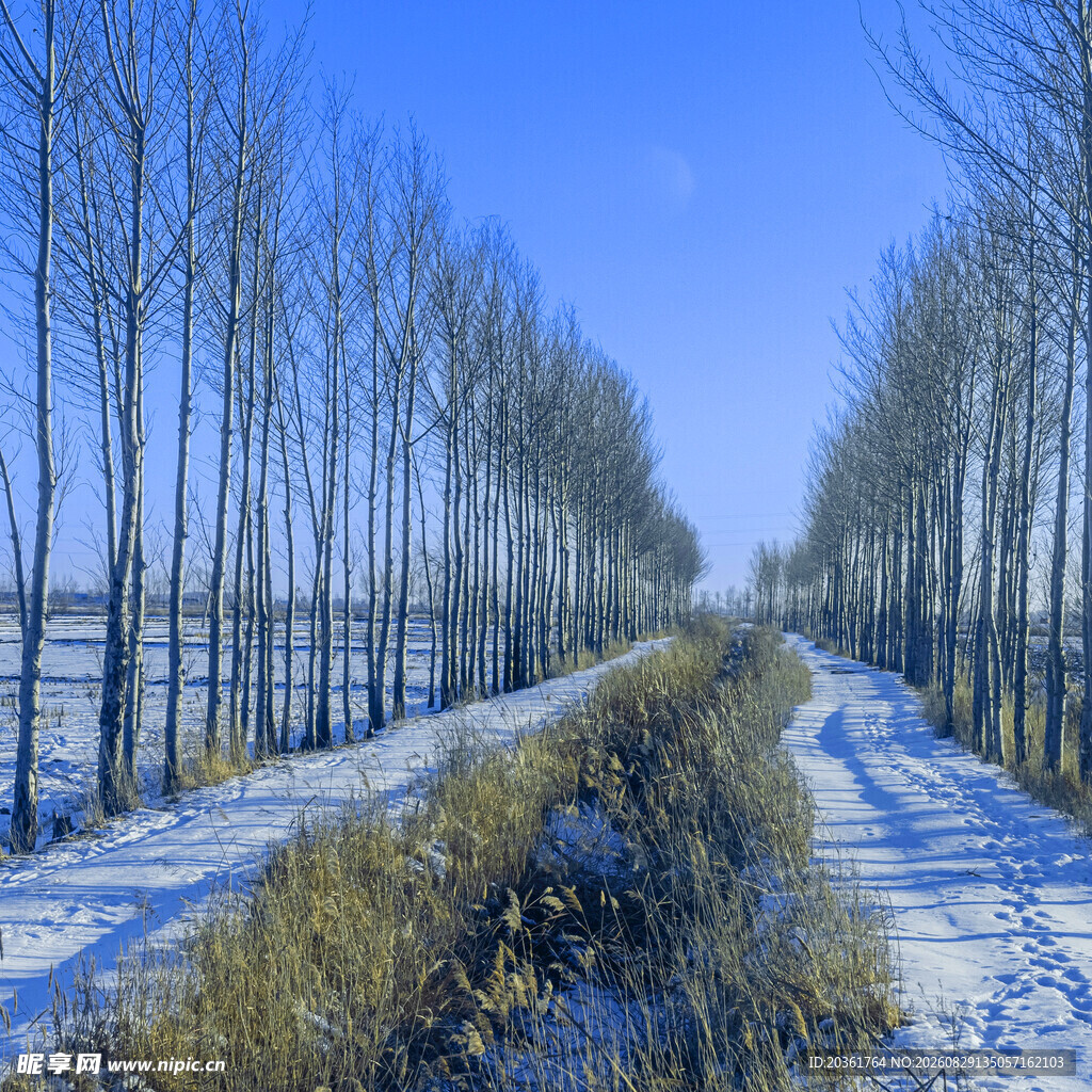 冬日雪覆林间小路