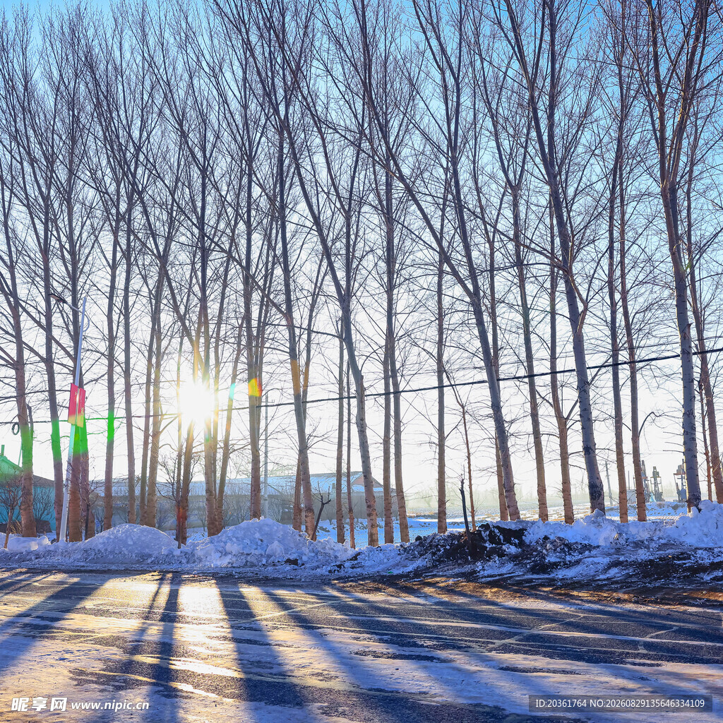冬日林间雪路阳光美景