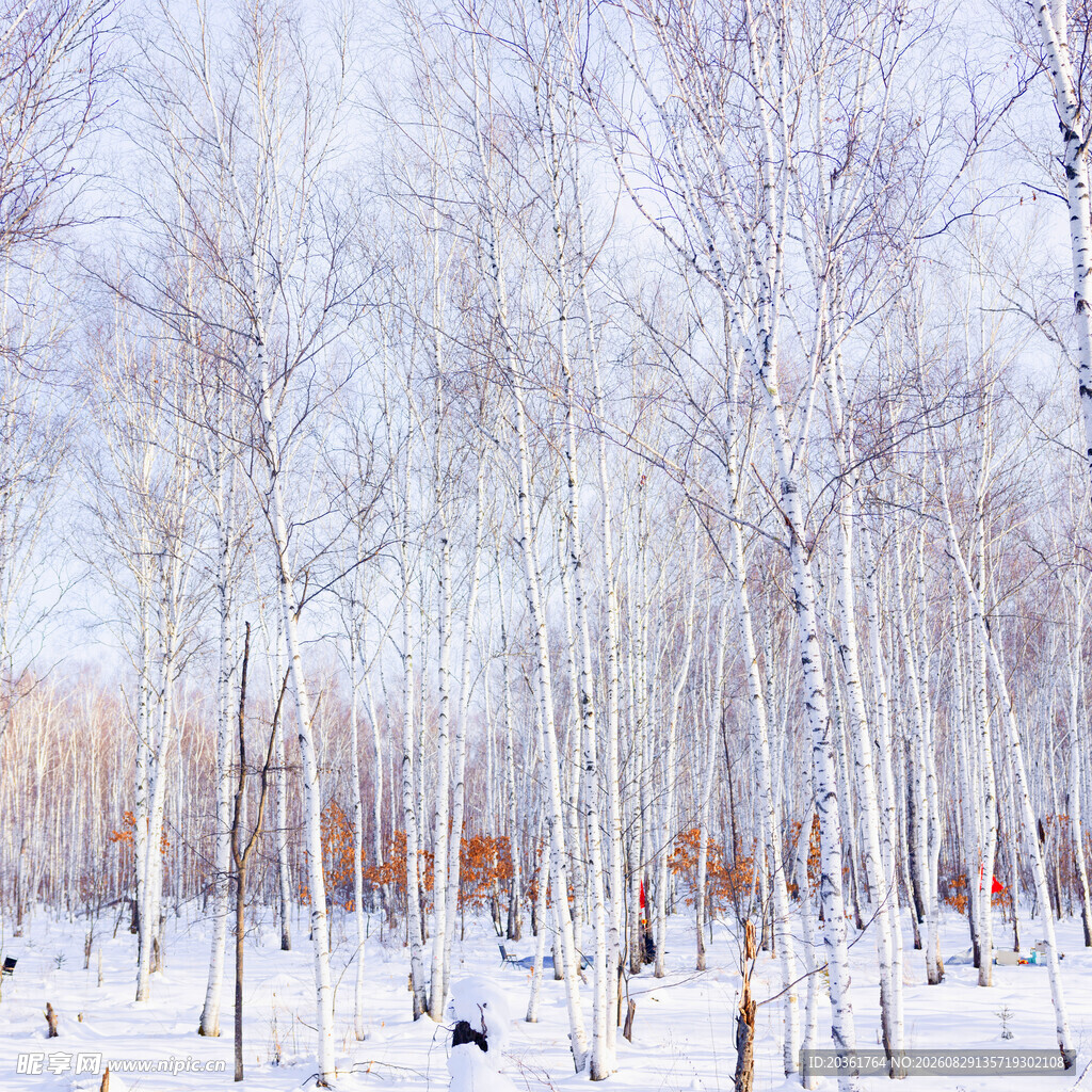 冬日白桦林雪景