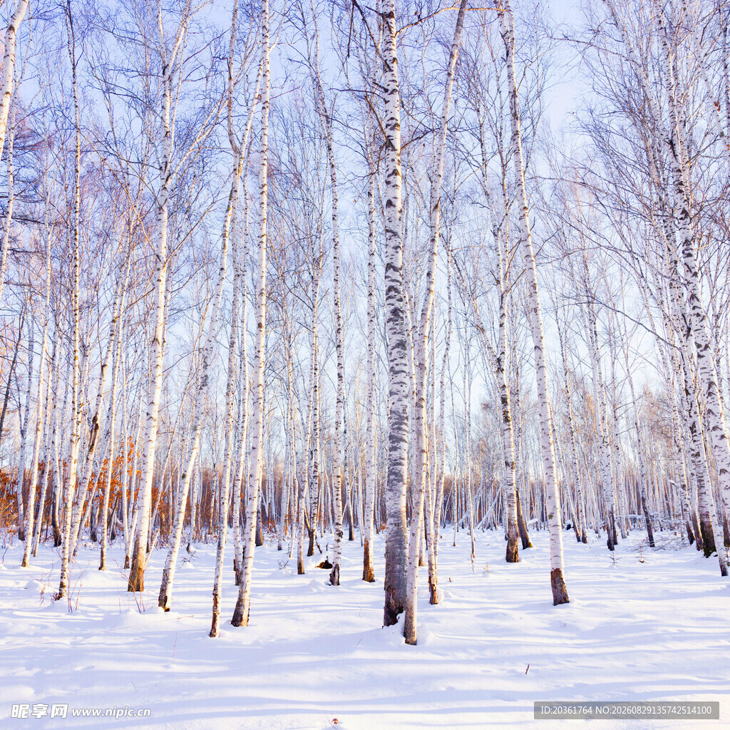 冬日白桦林雪景