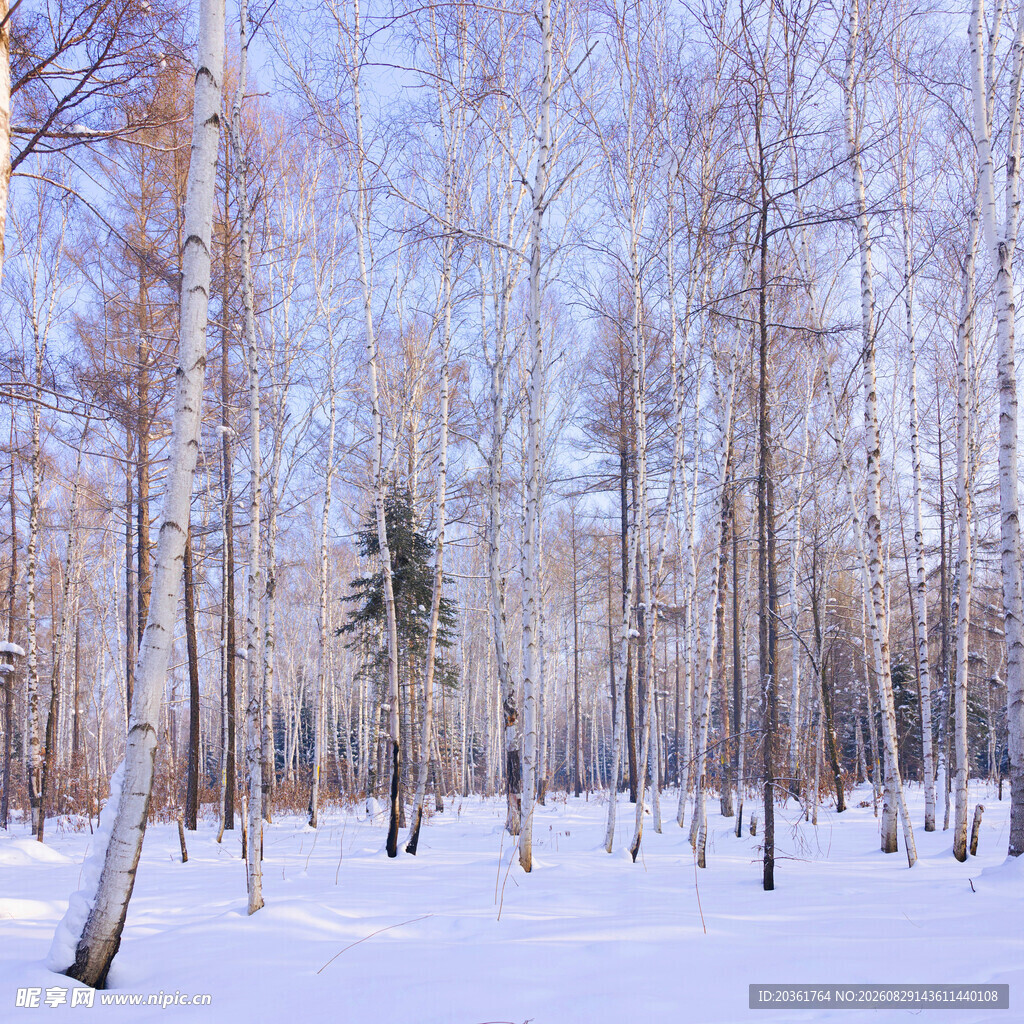 冬日雪林美景