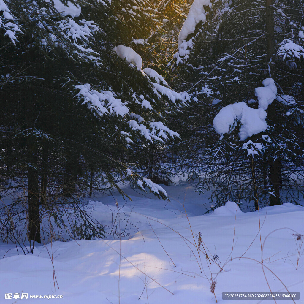 冬日雪林阳光洒落美景