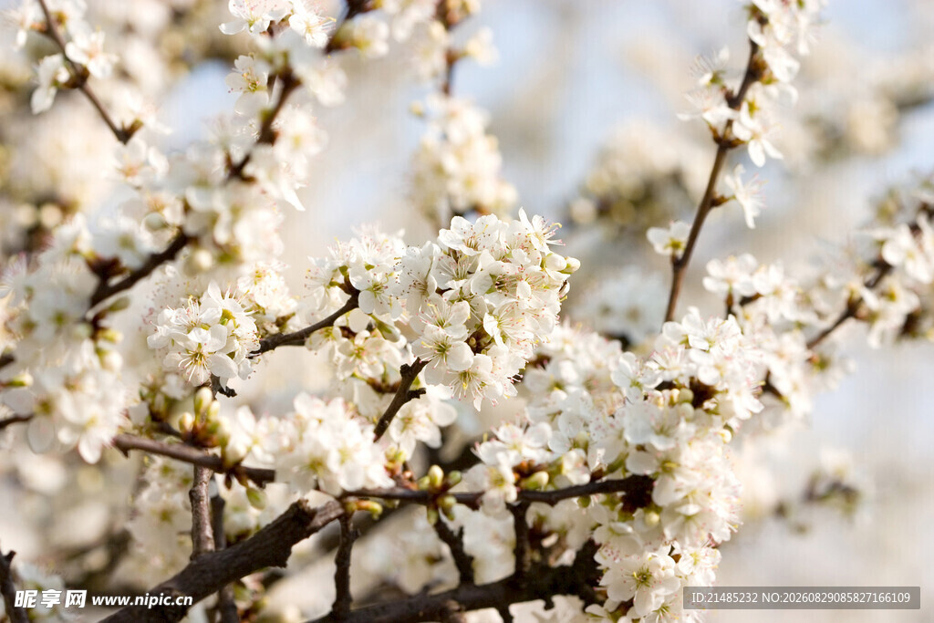 枝头绽放的洁白樱花