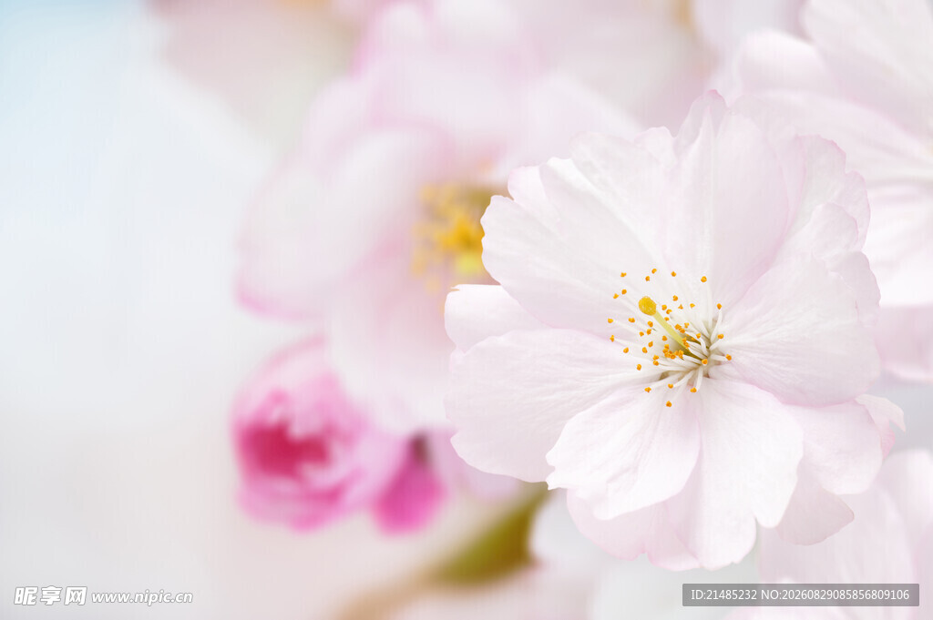 娇艳粉色樱花特写