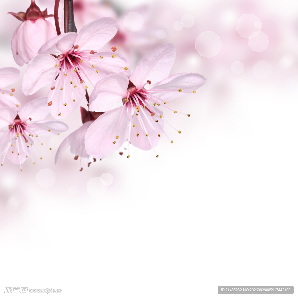 粉嫩樱花绽放枝头