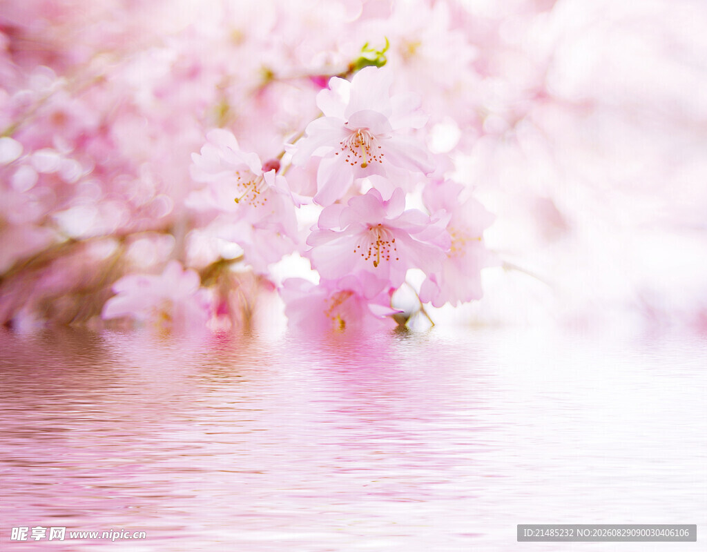 粉色樱花倒映水面美景