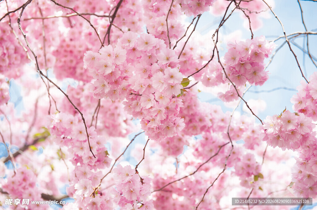 烂漫樱花绽放枝头