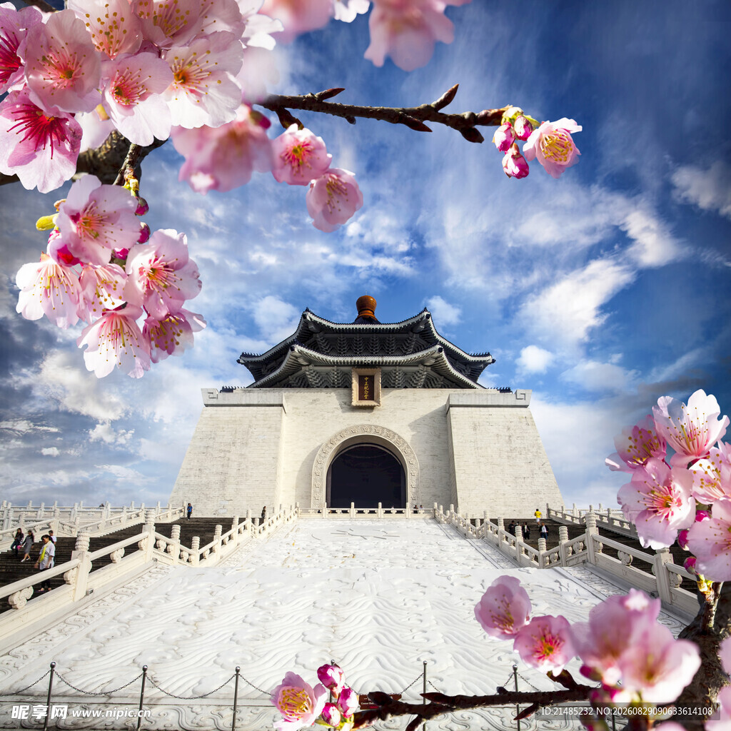 烂漫樱花