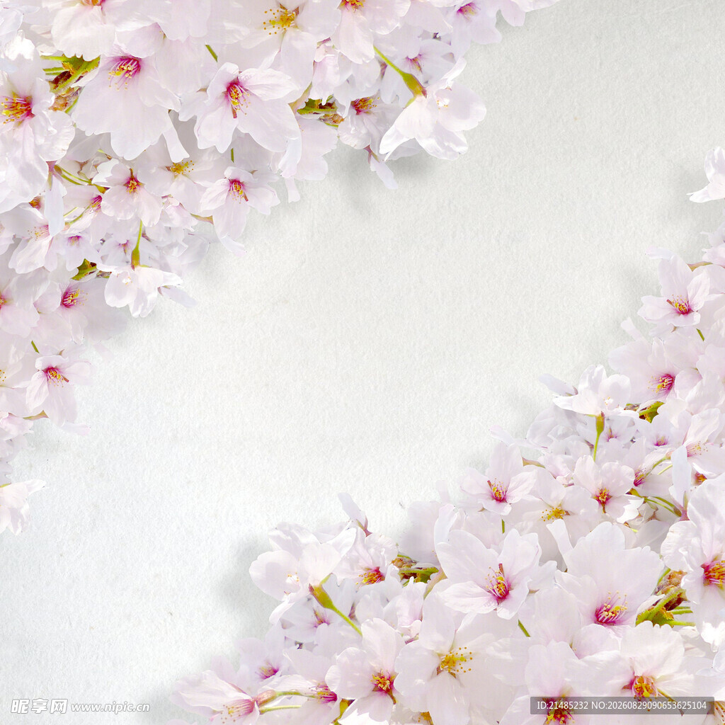 唯美樱花绽放画面