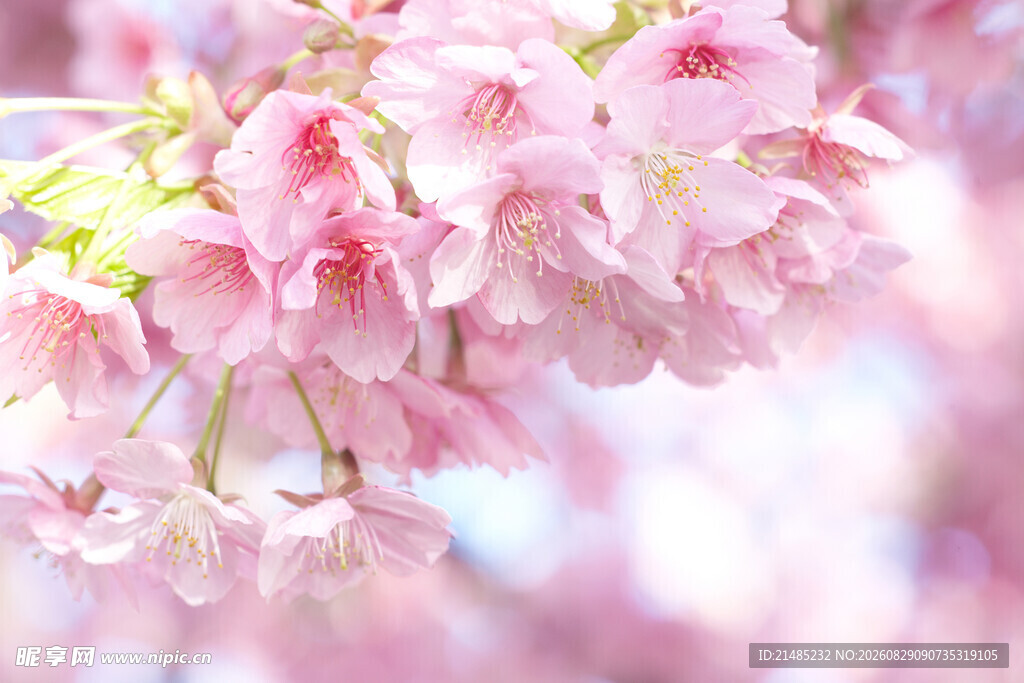 烂漫樱花绽放