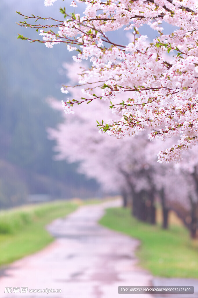 樱花小道