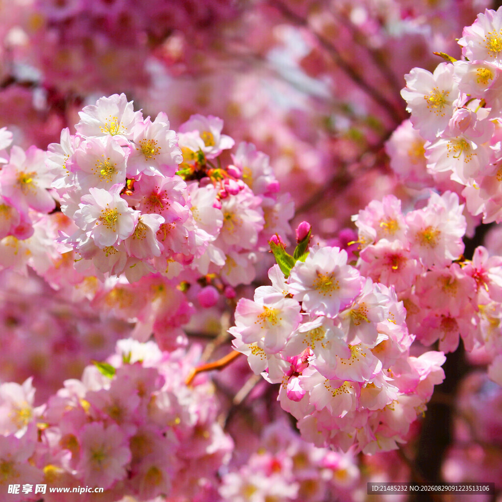 烂漫樱花绽放