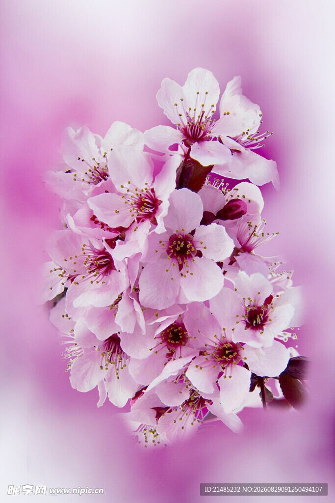 粉色烂漫樱花特写
