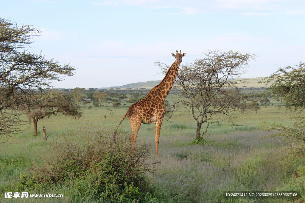 草原上的长颈鹿