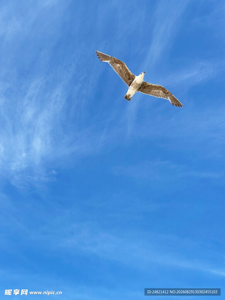 蓝天中翱翔的海鸥