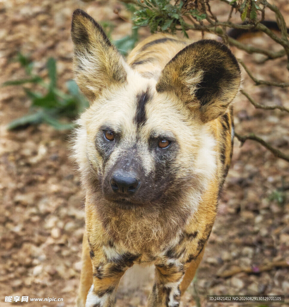 非洲野犬特写