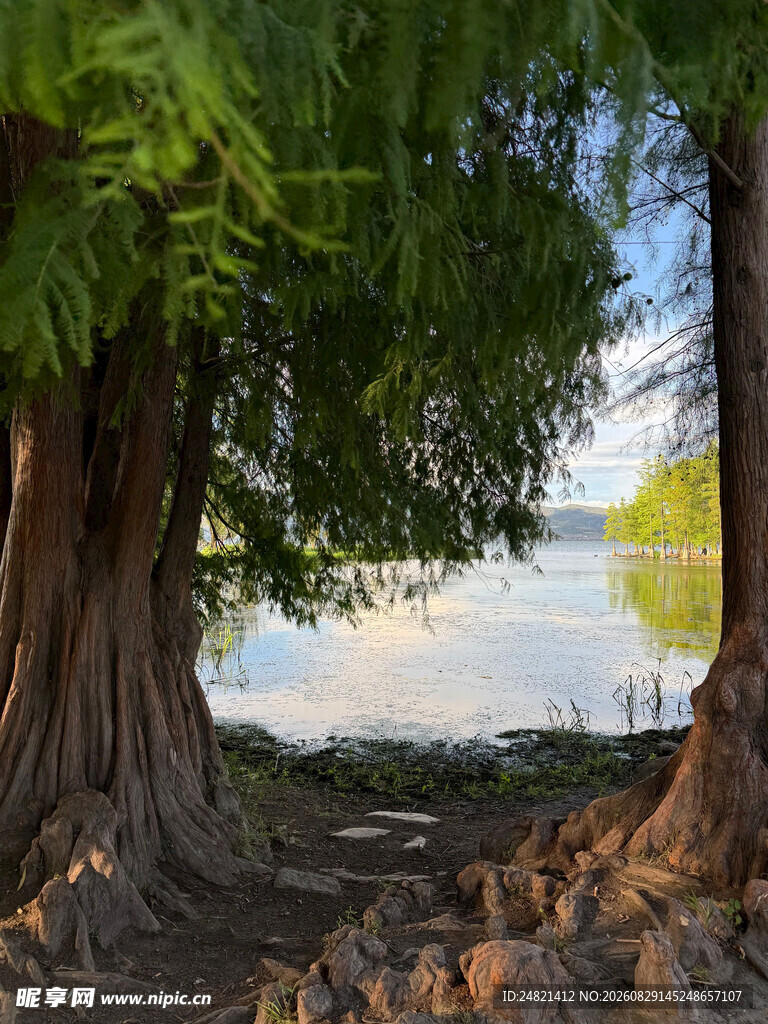 湖畔古树