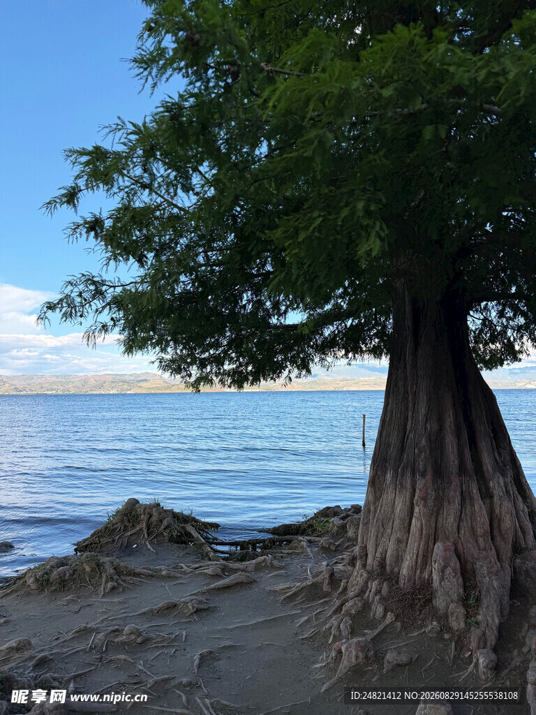 湖边大树