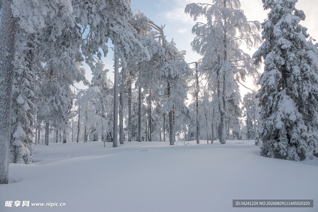 冬日雪覆森林美景