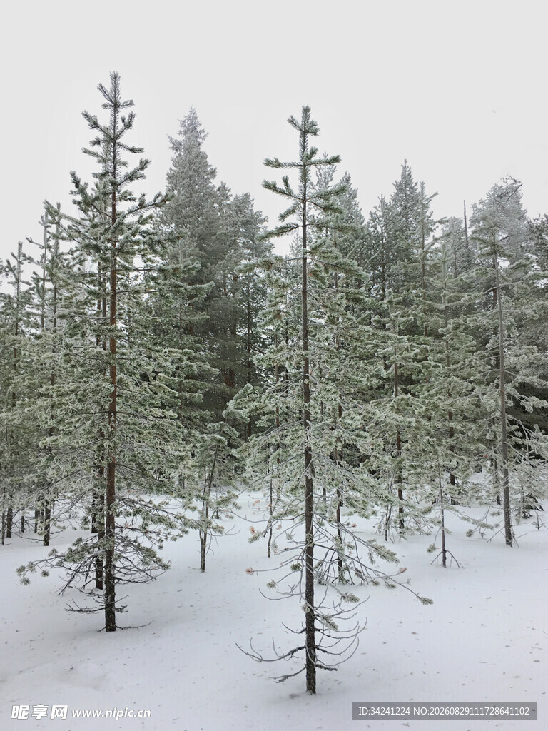 雪覆松林美景
