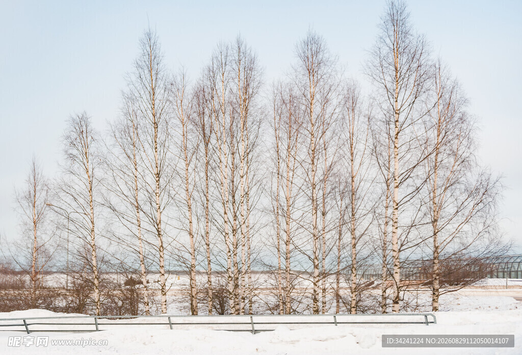 冬日白桦林雪景