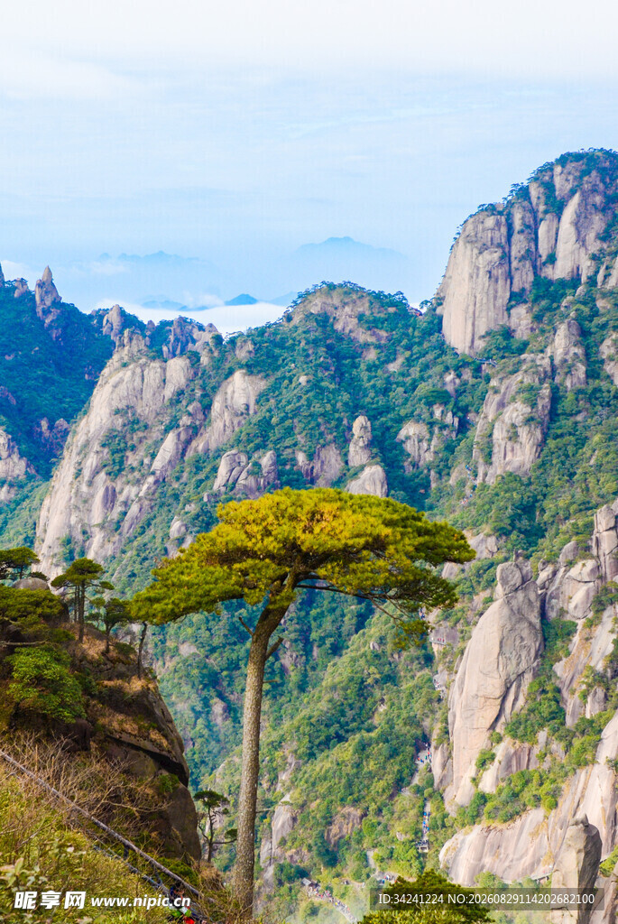 黄山奇峰上的挺拔松树