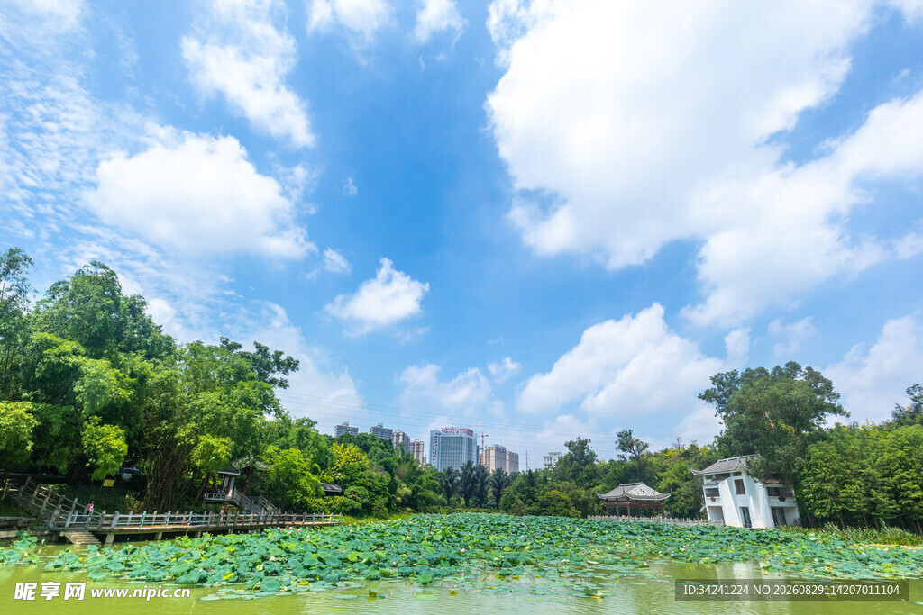 夏日荷塘畔的清新景致