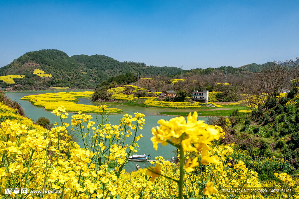 春日河畔油菜花田美景