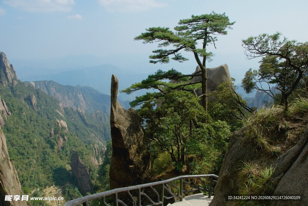 黄山奇峰上的挺拔松树