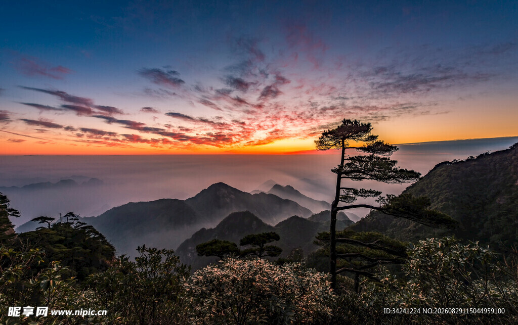 日出时分的山巅孤松美景