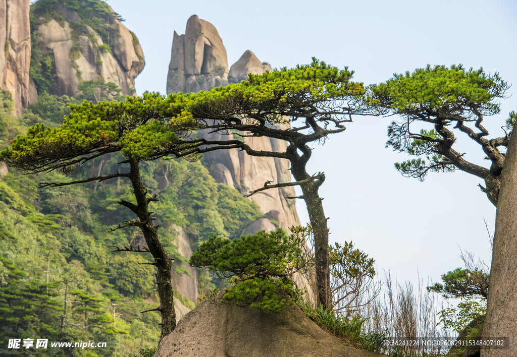 黄山奇松屹立山间美景