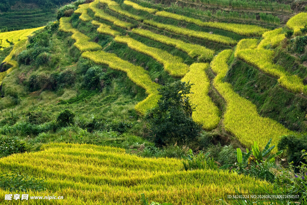 金黄梯田美景