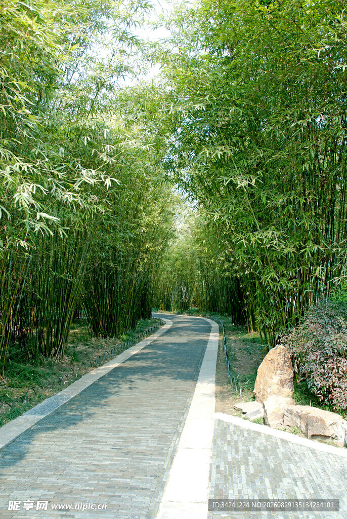 林间幽静步道