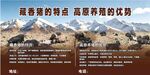 藏香猪疗特点与高原养疗优势