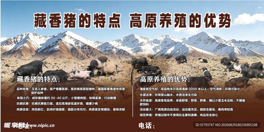 藏香猪疗特点与高原养疗优势