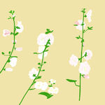 手绘白色花卉植物插画