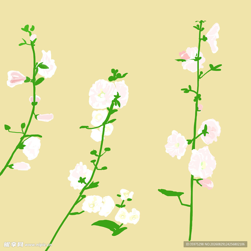 手绘白色花卉植物插画