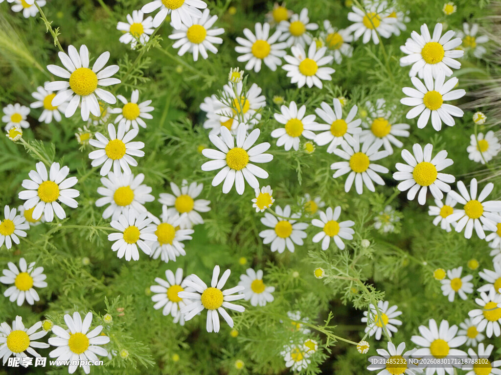小雏菊绽放于绿意之中